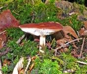 Kastanienbrauner Rübling, Foto 14
