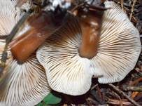 Kastanienbrauner Rübling, Foto 17