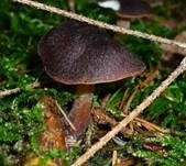 Kastanienbrauner Rübling, Foto 18