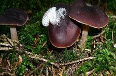 Kastanienbrauner Rübling, Foto 24