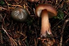 Kastanienbrauner Rübling, Foto 6
