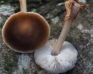 Kastanienbrauner Rübling, Foto 42