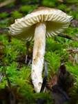 Kastanienbrauner Schirmling, Foto 33