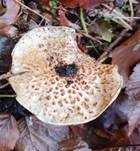 Kastanienbrauner Schirmling, Foto 39