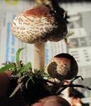 Kastanienbrauner Schirmling, Foto 6