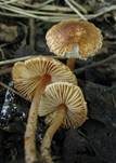 Kastanienbrauner Schirmling, Foto 48