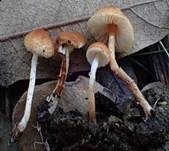 Kastanienbrauner Schirmling, Foto 8