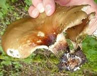 Kastanienbrauner Stielporling, Foto 19