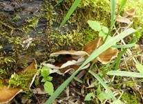 Kastanienbrauner Stielporling, Foto 20