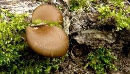 Kastanienbrauner Stielporling, Foto 30