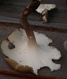 Kastanienbrauner Stielporling, Foto 5