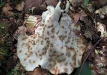 Kastanienbrauner Stielporling, Foto 34