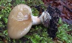 Kastanienbrauner Stielporling, Foto 41