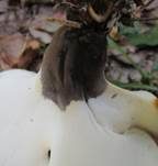 Kastanienbrauner Stielporling, Foto 47