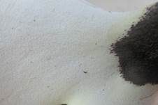 Kastanienbrauner Stielporling, Foto 48