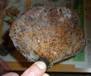 Kastanienbrauner Stielporling, Foto 53