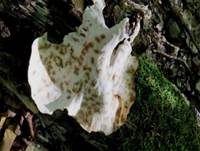 Kastanienbrauner Stielporling, Foto 56