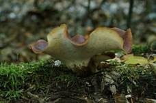Kastanienbrauner Stielporling, Foto 8