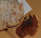 Kastanienbrauner Stielporling, Foto 62