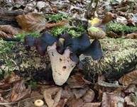 Kastanienbrauner Stielporling, Foto 68