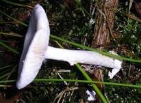 Kegelhütiger Knollenblätterpilz, Foto 13