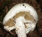 Kegelhütiger Knollenblätterpilz, Foto 19