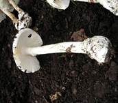 Kegelhütiger Knollenblätterpilz, Foto 20