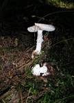 Kegelhütiger Knollenblätterpilz, Foto 21
