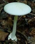 Kegelhütiger Knollenblätterpilz, Foto 23
