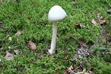 Kegelhütiger Knollenblätterpilz, Foto 28