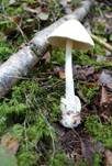 Kegelhütiger Knollenblätterpilz, Foto 35