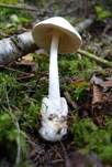 Kegelhütiger Knollenblätterpilz, Foto 36