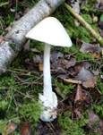 Kegelhütiger Knollenblätterpilz, Foto 39