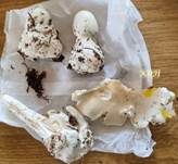Kegelhütiger Knollenblätterpilz, Foto 40