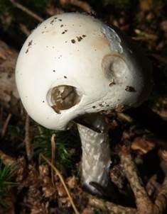 Kegelhütiger Knollenblätterpilz, Foto 6