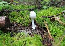 Kegelhütiger Knollenblätterpilz, Foto 7