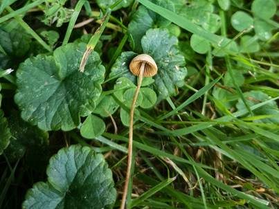 Kegelhütiges Samthäubchen - Sektion JUNIANA, Foto 2