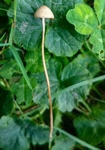 Kegelhütiges Samthäubchen - Sektion JUNIANA, Foto 3
