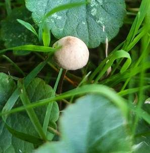 Kegelhütiges Samthäubchen - Sektion JUNIANA, Foto 4