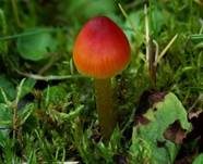 Kegeliger Saftling, Foto 18