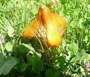 Kegeliger Saftling, Foto 20