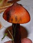Kegeliger Saftling, Foto 21