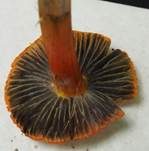Kegeliger Saftling, Foto 31