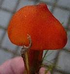 Kegeliger Saftling, Foto 35