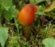 Kegeliger Saftling, Foto 10