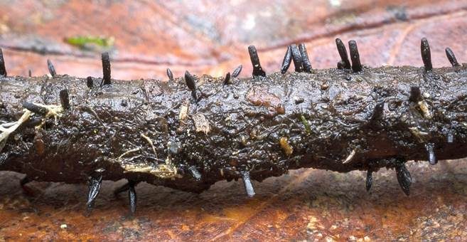Keilförmiger Kernpilz, Foto 2