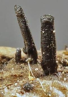 Keilförmiger Kernpilz, Foto 3