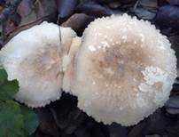 Kerbrandiger Korallenmilchling, Foto 7