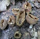 Kerbrandiger Napfbecherling, Foto 23