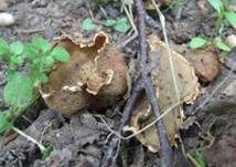 Kerbrandiger Napfbecherling, Foto 25